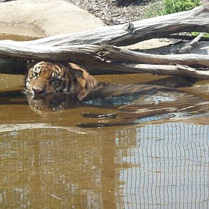 Baton Rouge Zoo - Realm Of The Tiger