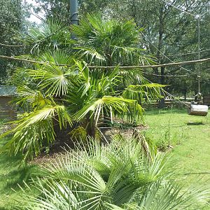 Baton Rouge Zoo - Realm Of The Tiger