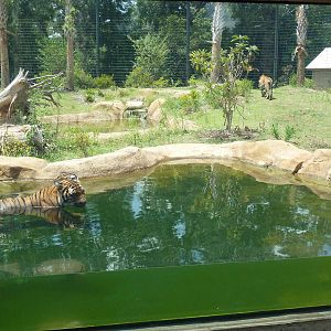 Baton Rouge Zoo - Realm Of The Tiger