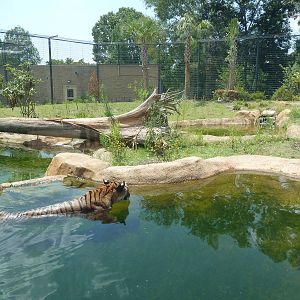 Baton Rouge Zoo - Realm Of The Tiger