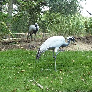 Baton Rouge Zoo - Realm Of The Tiger