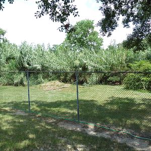 Baton Rouge Zoo - Cheetah Exhibit #2
