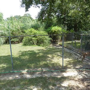 Baton Rouge Zoo - Cheetah Exhibit #2