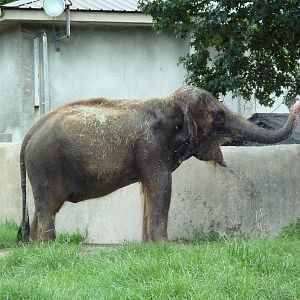 Baton Rouge Zoo - Asian Elephant Drinking From A Hose