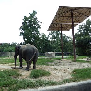 Baton Rouge Zoo - Asian Elephant Exhibit