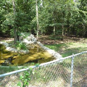 Baton Rouge Zoo - American Alligator Exhibit