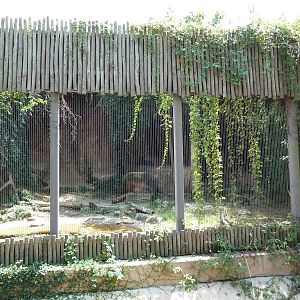 Baton Rouge Zoo - Jaguar Exhibit