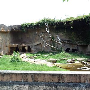 Baton Rouge Zoo - Andean Bear Exhibit