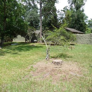 Baton Rouge Zoo - Kirk's Dik-Dik Exhibit