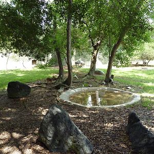 Baton Rouge Zoo - Kirk's Dik-Dik Exhibit