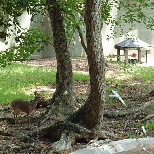 Baton Rouge Zoo - Kirk's Dik-Dik Exhibit