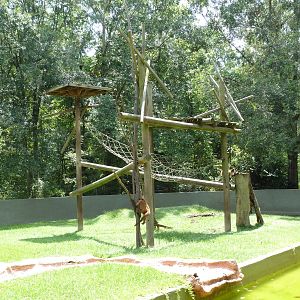 Baton Rouge Zoo - Spider Monkey Exhibit