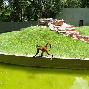 Baton Rouge Zoo - Spider Monkey