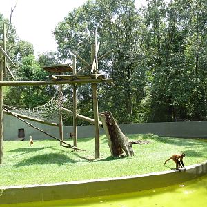 Baton Rouge Zoo - Spider Monkey Exhibit