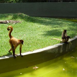 Baton Rouge Zoo - Spider Monkeys