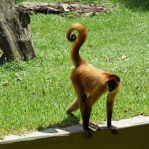 Baton Rouge Zoo - Spider Monkey