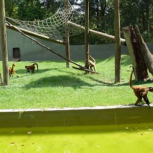 Baton Rouge Zoo - Spider Monkey Exhibit