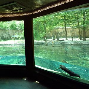 Baton Rouge Zoo - River Otter Exhibit