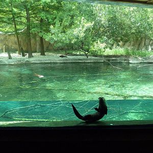 Baton Rouge Zoo - River Otter Exhibit