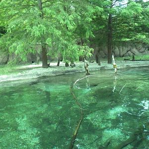 Baton Rouge Zoo - River Otter Exhibit