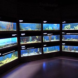 Baton Rouge Zoo - L'Aquarium De Louisiane