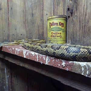 Baton Rouge Zoo - Texas Rat Snake