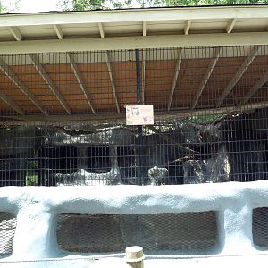 Baton Rouge Zoo - Bobcat Exhibit