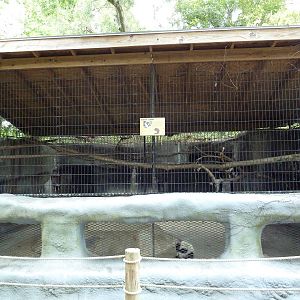 Baton Rouge Zoo - Black + White Ruffed Lemur Exhibit