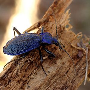 Carabus intricatus