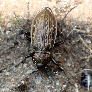 Carabus granulatus