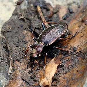 Carabus sylvestris