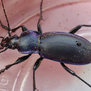 Carabus violaceus