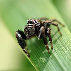 Salticidae sp. ???