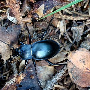 Carabus glabratus
