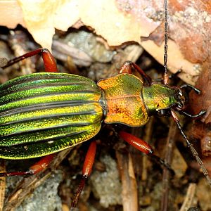 Carabus auronitens