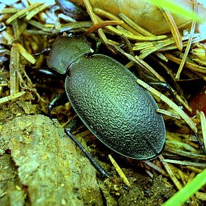 Carabus coriaceus