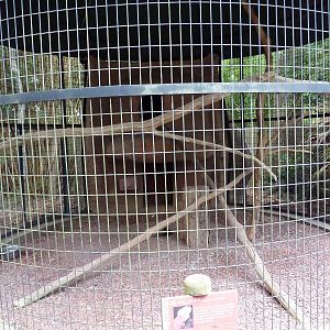 Baton Rouge Zoo - Galah Corn-Crib Cage