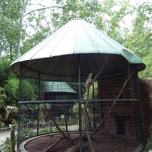Baton Rouge Zoo - Sulfur-Crested Cockatoo Corn-Crib Cage