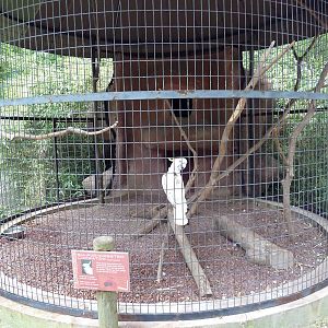 Baton Rouge Zoo - Sulfur-Crested Cockatoo Corn-Crib Cage