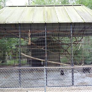Baton Rouge Zoo - Lion-Tailed Macaque Cage
