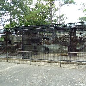 Baton Rouge Zoo - Mandrill/Diana Monkey Exhibit