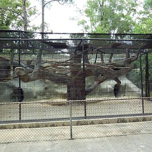 Baton Rouge Zoo - Mandrill/Diana Monkey Exhibit