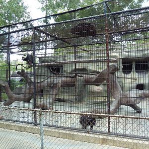 Baton Rouge Zoo - Mandrill/Diana Monkey Exhibit