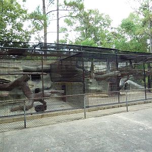 Baton Rouge Zoo - Mandrill/Diana Monkey Exhibit