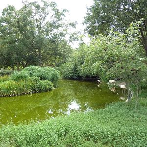 Baton Rouge Zoo - Chilean Flamingo Pool