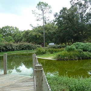Baton Rouge Zoo - Chilean Flamingo Pool