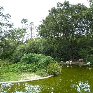 Baton Rouge Zoo - Chilean Flamingo Pool