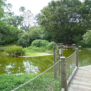 Baton Rouge Zoo - Chilean Flamingo Pool