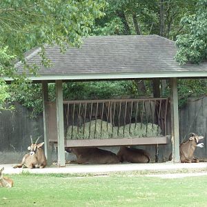 Baton Rouge Zoo - Roan Antelope/Nile Lechwe Exhibit