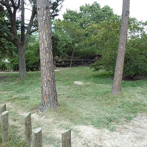 Baton Rouge Zoo - Galapagos + Aldabra Tortoise Exhibit